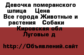 Девочка померанского шпица. › Цена ­ 40 000 - Все города Животные и растения » Собаки   . Кировская обл.,Луговые д.